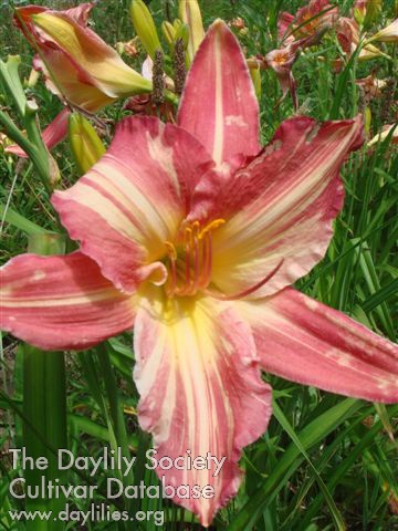 Daylily Cherry Stripes